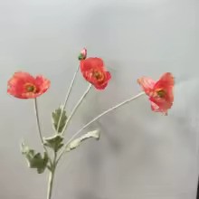 Zomerbloei Klaproosboeket – Sierbloemen met Zijdezachte Glans